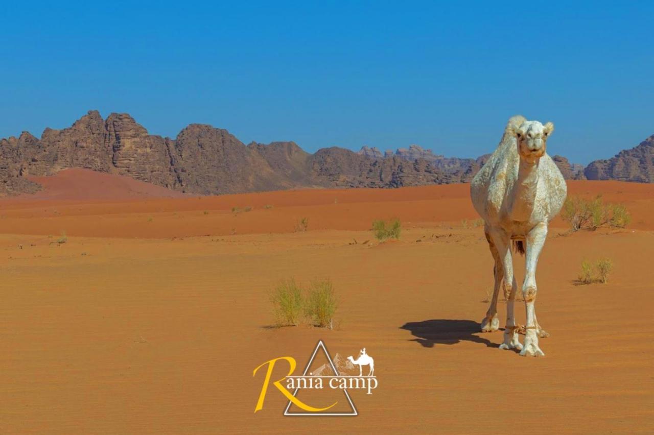 Wadi Rum,Rania Camp מראה חיצוני תמונה